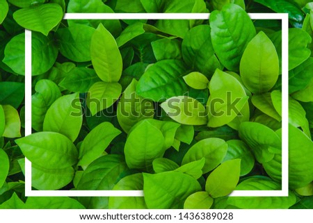 Tropical leaf with white frame. creative layout concept