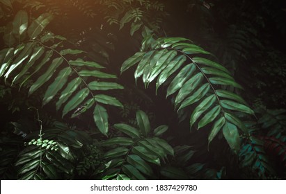 Tropical leafs in low and dark shadow with warm sun lighting and grey tone. - Shutterstock ID 1837429780