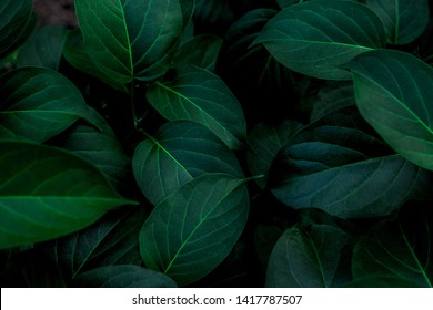tropical leaves, abstract green leaves texture, nature background - Shutterstock ID 1417787507
