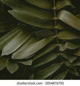 Tropical Leaves, Abstract Green Leaves Texture, Nature Background