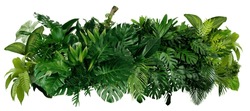 Tropical Leaves Of Asia Isolated On White Background,clipping Path Included.