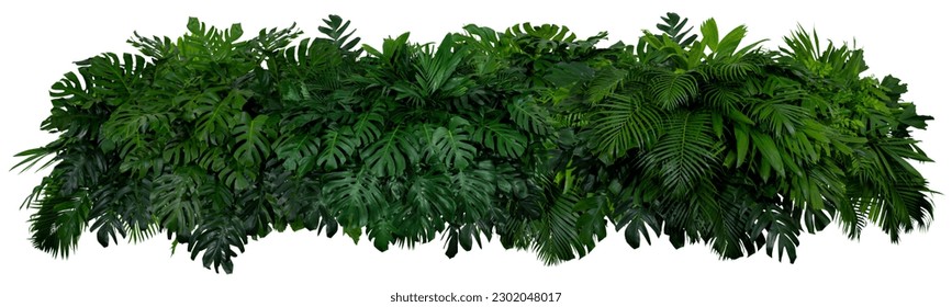 Tropical leaves of Asia isolated on white background,clipping path included. - Powered by Shutterstock