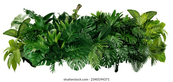 Tropical leaves of Asia isolated on white background,clipping path included. - Shutterstock ID 2340194371