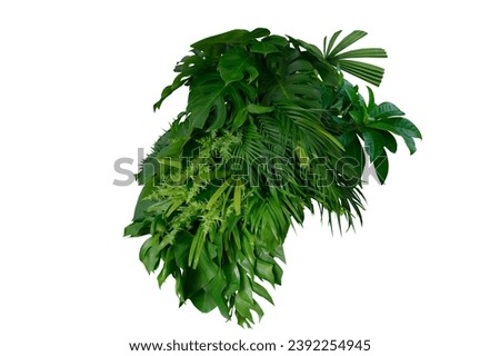 Tropical leaves of Asia isolated on white background,clipping path included.