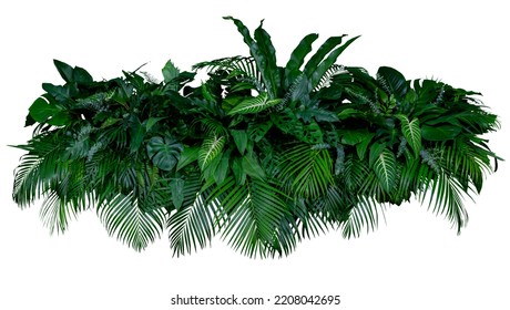 Tropical leaves of Asia Panorama isolated on white background,clipping path included. - Powered by Shutterstock