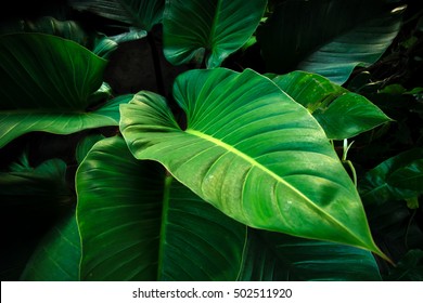 Tropical Leaves Background