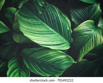 Tropical Leaves Background Stock Photo 701492212 | Shutterstock