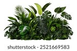 Tropical leaves banner isolated on transparent background, PNG. Fresh tropic plant leaf variety.