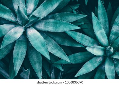 tropical leaves, blue toned