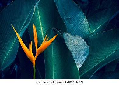 Collections by sarayut_sy | Shutterstock