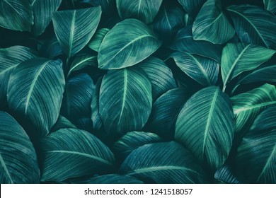 tropical leaves, dark green foliage, abstract nature background - Shutterstock ID 1241518057