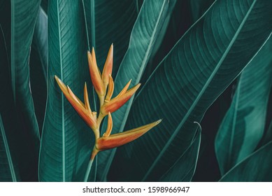 tropical leaves, dark green foliage in jungle, nature background - Shutterstock ID 1598966947