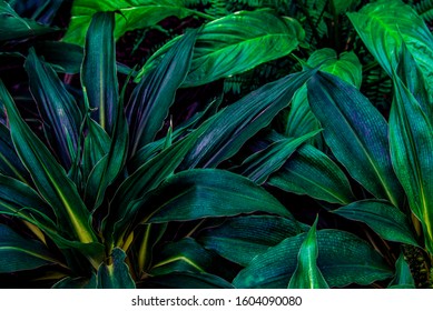 tropical leaves, dark green foliage in jungle, nature background - Shutterstock ID 1604090080