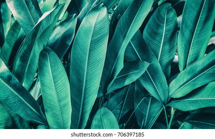 Tropical Leaves, Dark Green Foliage Nature Background