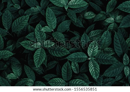 tropical leaves, dark green foliage in jungle, nature background