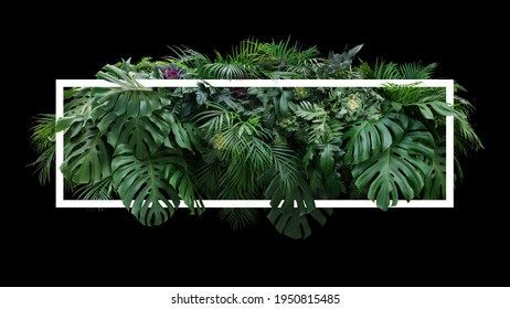 Tropical leaves foliage jungle plant bush floral arrangement nature backdrop with white frame on black background.	 - Powered by Shutterstock