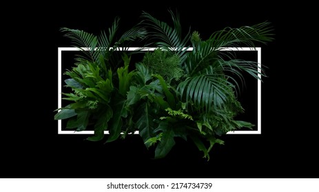 Tropical leaves foliage jungle plant bush floral arrangement indoor nature backdrop with white frame on black background.