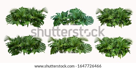 Tropical leaves foliage plant bush floral arrangement nature backdrop isolated on white background, 