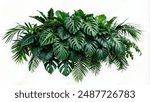 Tropical leaves foliage plant jungle bush floral arrangement nature backdrop isolated on white background, clipping path included