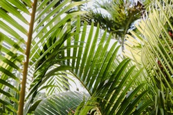 Tropical Palm Leaves Botanical, a Nature Photo by René Jordaan Photography