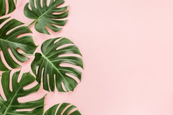 Tropical Leaves Monstera On Pink Background. Flat Lay, Top View
