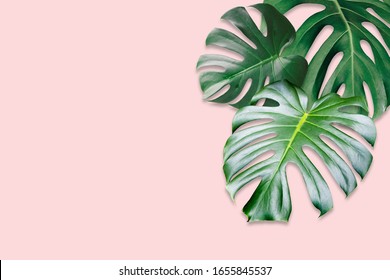 Las hojas tropicales de Monstera sobre fondo rosado. Diseño plano, vista superior Foto de stock