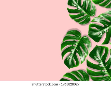 Tropical leaves Monstera on pink background.Green tropical leaves Monstera. Flat lay, top view - Shutterstock ID 1763828027