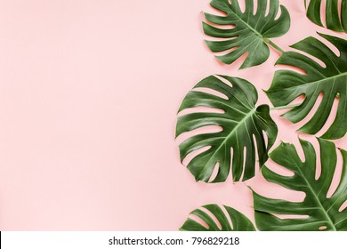 Tropical leaves Monstera on pink background. Flat lay, top view - Shutterstock ID 796829218