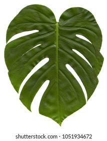 Big Green Leaf Monstera Plant Isolated Stock Photo (Edit Now) 76665019