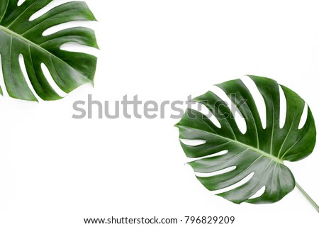 Tropical leaves Monstera on white background. Flat lay, top view