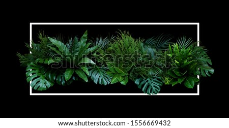 Tropical leaves (Monstera, palm, fern, pine, rubber plant) foliage plants bush floral arrangement nature backdrop with white frame on black background.