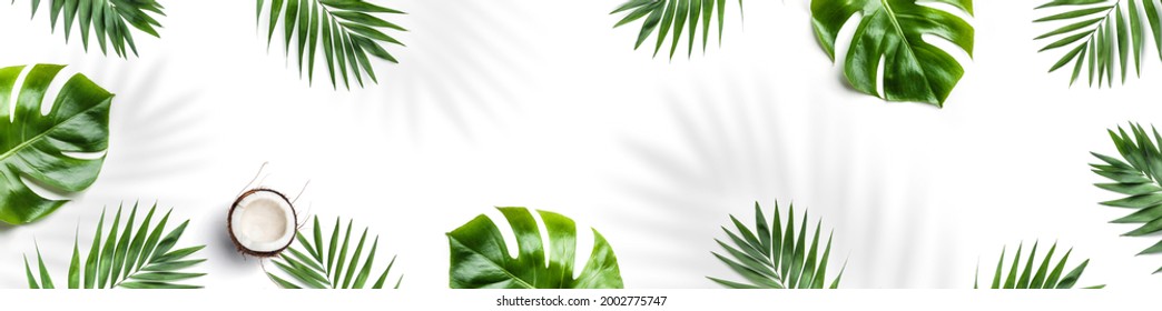 Tropische Blätter, Monstera-Pflanzen und Kokosnuss einzeln auf weißem Hintergrund. Sommerkonzept, Laubschatten, flacher Rahmen, Draufsicht