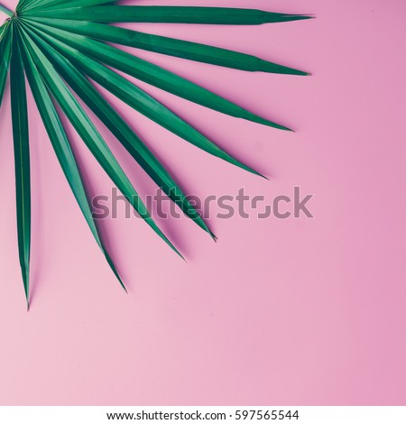 Tropical leaves on pastel pink background. minimal concept. Flat lay.