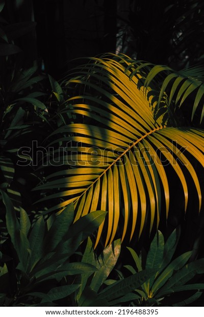 Tropical leaves pattern on natural low light\
background. Low key photography style.\
