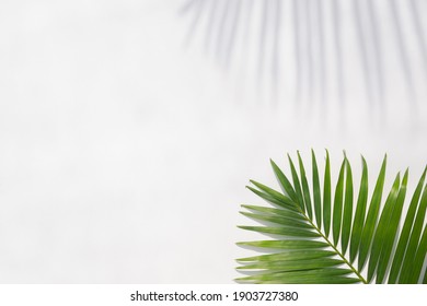 Tropical leaves is placed on a white canvas with part of the leaf layout and copy space.