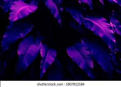 Tropical Leaves, Purple Neon Night Toned, Dark Nature Background