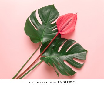 Tropical Leaves And Red Flower Of Anthurium, The Summer Minimal Background With A Space For Text. Flatlay Style View From Above.