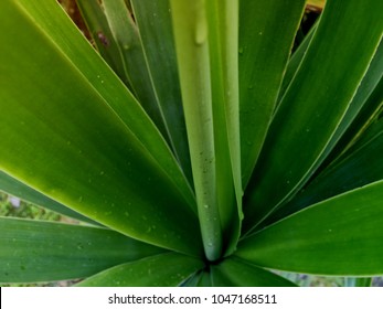 Tropical leaves texture - Shutterstock ID 1047168511