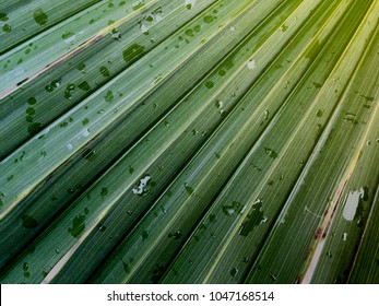 Tropical leaves texture - Shutterstock ID 1047168514