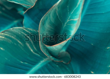 Similar – Image, Stock Photo Euphorbia leaves with water drops isolated