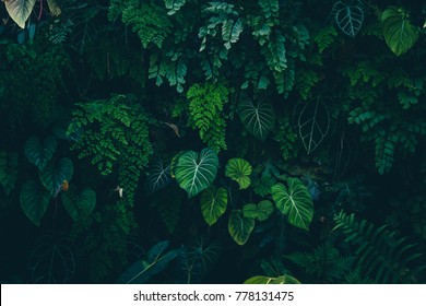 Tropical Leaves Texture,Abstract Nature Leaf Green Texture Background.vintage Dark Tone,picture Can Used Wallpaper Desktop.