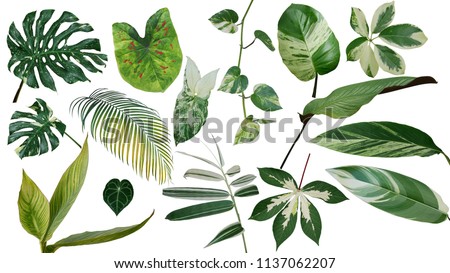 Tropical leaves variegated foliage exotic nature plants set isolated on white background, clipping path with plant common name included (Monstera, palm leaf, Devil's ivy, ginger, heliconia, bamboo) 