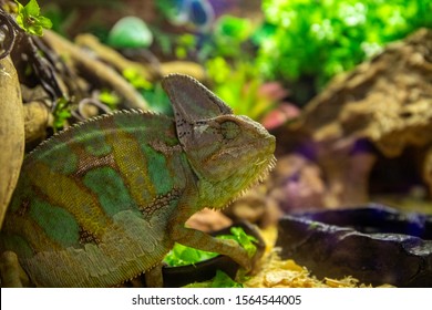 Tropical Lizard In Terrarium. Chameleon Closeup Photo. Exotic Animal In Zoo Enclosure. Color Change Of Chameleon Skin. Color Adaptation And Mimicry Concept. Terrarium Housing For Exotic Lizard