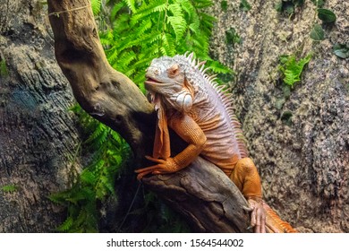 Tropical Lizard In Terrarium. Iguana Closeup Photo. Orange Lizard Rest On Wooden Trunk. Terrarium Enclosure In Zoo. Exotic Animal Portrait. Tropical Reptile Care And Housing. Keeping Iguana As Pet 