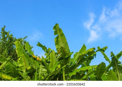tropical lush banana leaves under the blue sky