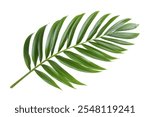 Tropical lush green leaf of palm tree isolated on white background