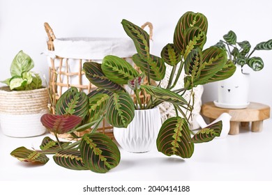 Tropical 'Maranta Leuconeura Fascinator' houseplant with leaves with exotic red stripe pattern with other home decor items - Shutterstock ID 2040414188