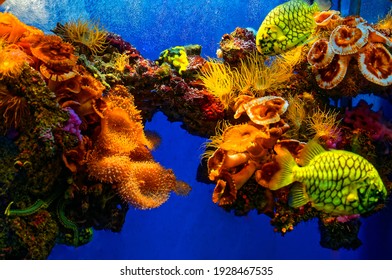 Tropical Marine Aquarium, France, Europe