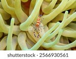 Tropical marine life. Spotted cleaner shrimp (Periclimenes yucatanicus) in the anemone. Underwater macro photography from scuba diving. Animal on the healthy coral reef. Small colorful shrimp in ocean