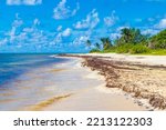 Tropical mexican beach landscape panorama with clear turquoise blue water and seaweed sargazo in Playa del Carmen Mexico.